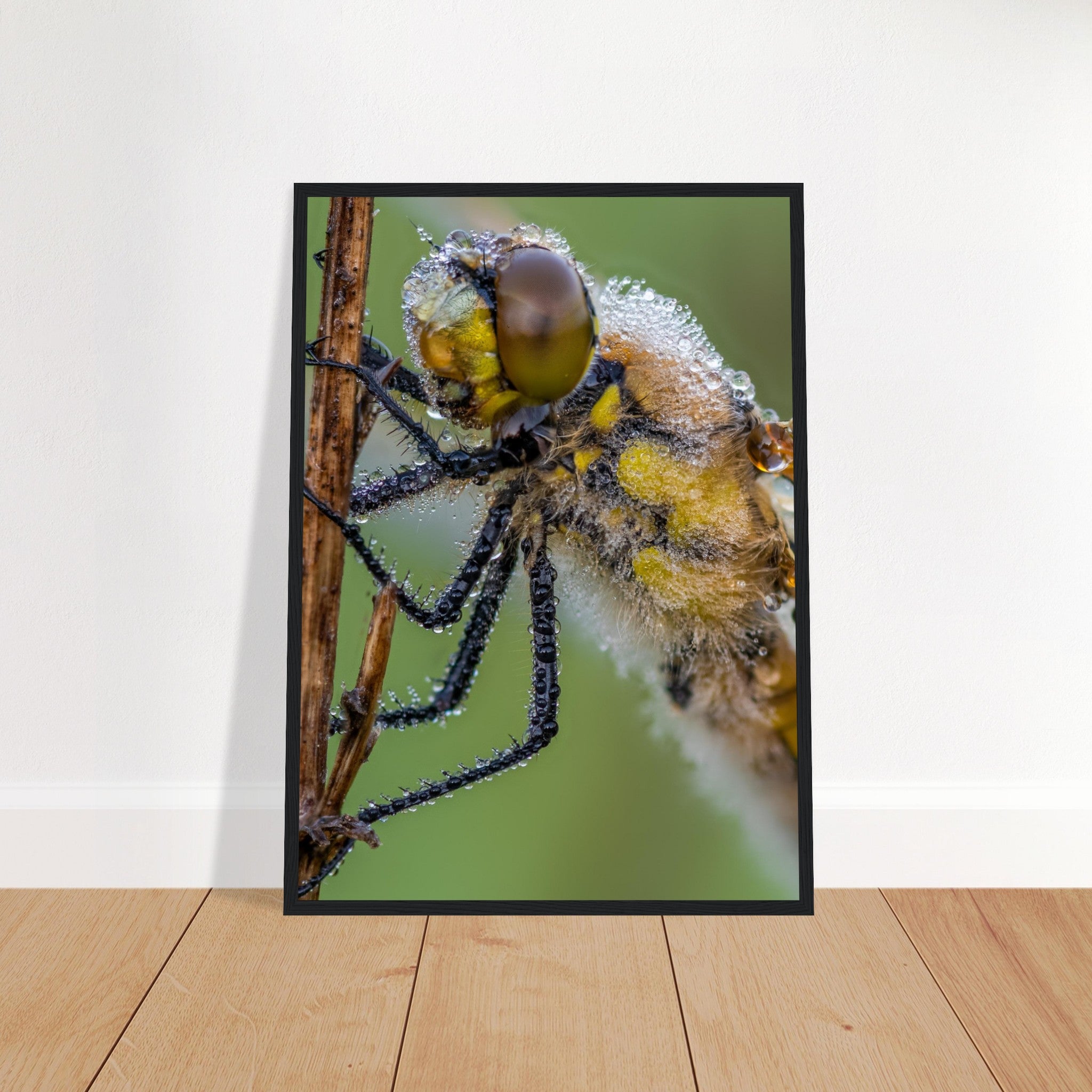 Taufrische Vierfleck Libelle - Printree.ch Auge, Blume, Eleganz, Erfrischend, Farbe, farbig, Fauna, Fliege, Fotografie, Fotografieenthusiasten, Frühling, grün, im Freien, Insekt, Kleine Insekten, Käfer, Liebe zum Detail, Makro, Makrofotografie, Morgenglanz, Nahaufnahme, Natur, Naturliebhaber, Naturwunder, natürlich, Pflanze, Schweizer Natur, schön, Sommer, Tau, Tautropfen, Tierwelt, Tilmann Schnyder, Umwelt, Vierfleck Libelle, wild, Zartheit, Zauberhaft