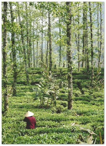 Tee-Plantage Sapa - Printree.ch asiatisch, asien, außerhalb, bauer, bauernhof, berg, einfachschweizer, erde, exklusiv, farben, feld, Foto, Fotografie, grün, indochina, landschaft, landwirtschaft, lebensmittel, myanmar, natur, pflanze, plantage, Poster, rau, reis, Reisen, reisfelder, sa pa, sapa, tal, terrasse, umwelt, vietnam, ökologie