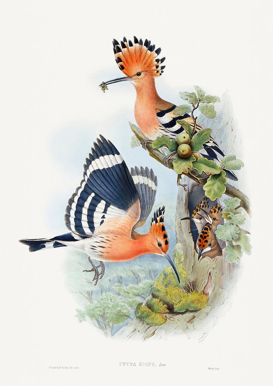 Upupa Epops - Printree.ch Aquarell, farbenfroh, Malerei, Ornithologie, Poster, Singvogel, vintage, Vogel, wildes Leben, wildlife