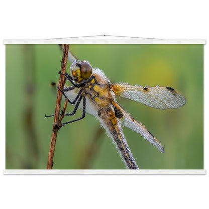 Vierfleck in den ersten Morgenstrahlen - Printree.ch Auge, Blume, erstaunliche natur, Farbe, farbig, Fauna, Fliege, Frühling, grün, im Freien, Insekt, Käfer, Macro, Makro, Nahaufnahme, Natur, Naturschönheit, natürlich, Pflanze, schön, Sommer, Tierwelt, Tilmann Schnyder, Umwelt, wild, Wildtiere