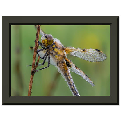 Vierfleck in den ersten Morgenstrahlen - Printree.ch Auge, Blume, erstaunliche natur, Farbe, farbig, Fauna, Fliege, Frühling, grün, im Freien, Insekt, Käfer, Macro, Makro, Nahaufnahme, Natur, Naturschönheit, natürlich, Pflanze, schön, Sommer, Tierwelt, Tilmann Schnyder, Umwelt, wild, Wildtiere