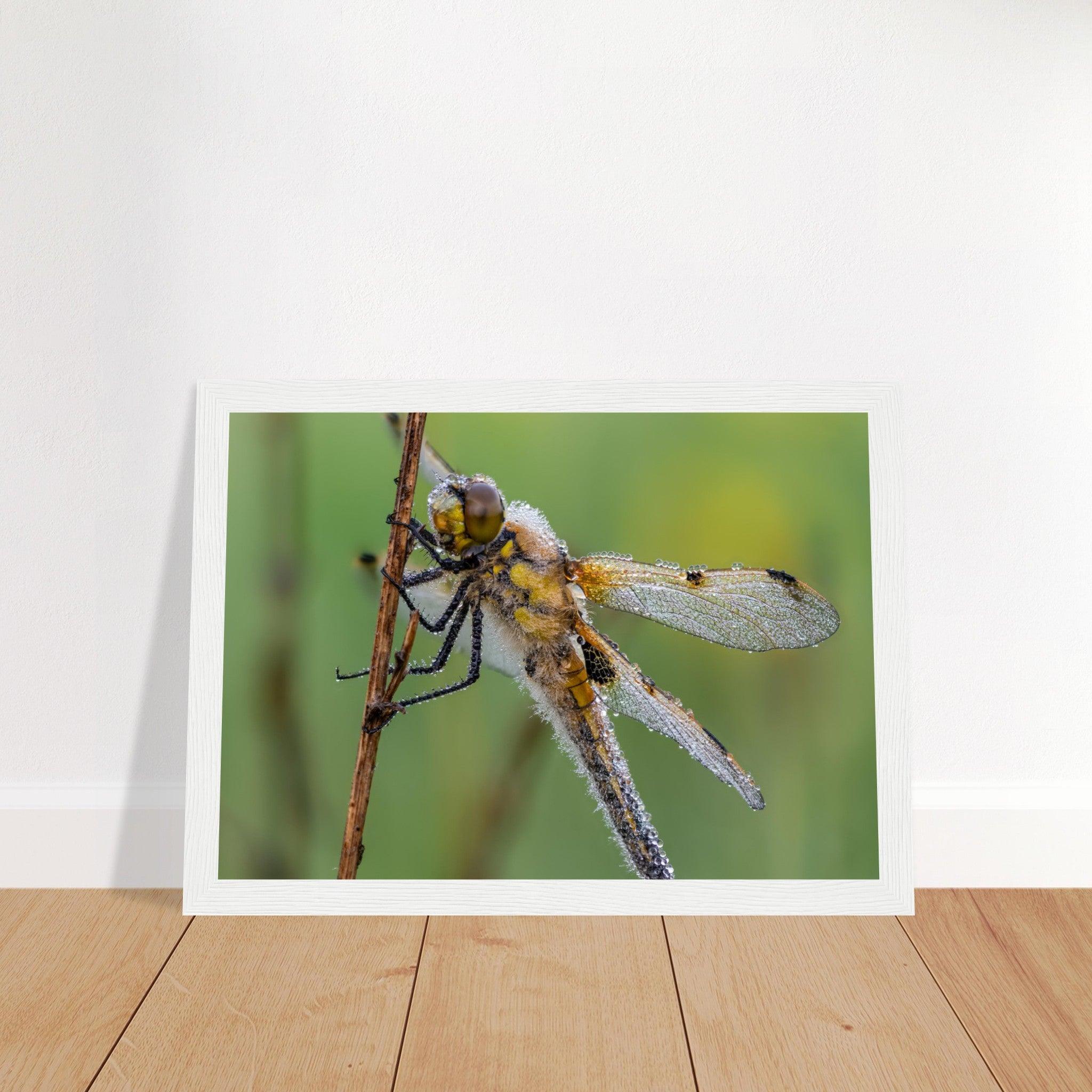 Vierfleck in den ersten Morgenstrahlen - Printree.ch Auge, Blume, erstaunliche natur, Farbe, farbig, Fauna, Fliege, Frühling, grün, im Freien, Insekt, Käfer, Macro, Makro, Nahaufnahme, Natur, Naturschönheit, natürlich, Pflanze, schön, Sommer, Tierwelt, Tilmann Schnyder, Umwelt, wild, Wildtiere