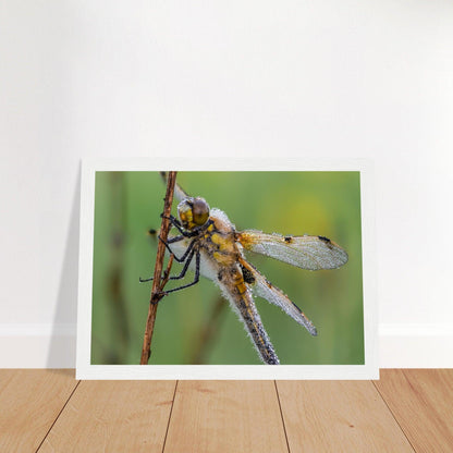 Vierfleck in den ersten Morgenstrahlen - Printree.ch Auge, Blume, erstaunliche natur, Farbe, farbig, Fauna, Fliege, Frühling, grün, im Freien, Insekt, Käfer, Macro, Makro, Nahaufnahme, Natur, Naturschönheit, natürlich, Pflanze, schön, Sommer, Tierwelt, Tilmann Schnyder, Umwelt, wild, Wildtiere