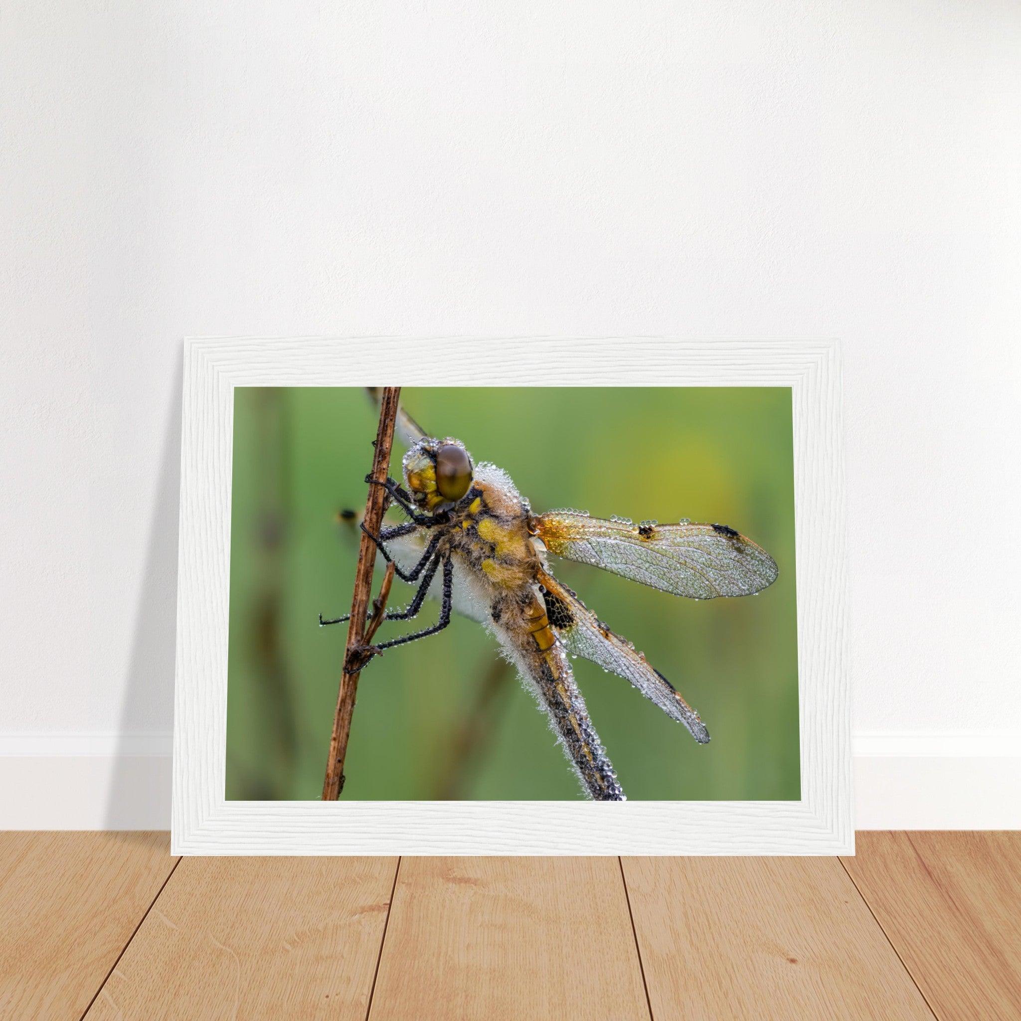 Vierfleck in den ersten Morgenstrahlen - Printree.ch Auge, Blume, erstaunliche natur, Farbe, farbig, Fauna, Fliege, Frühling, grün, im Freien, Insekt, Käfer, Macro, Makro, Nahaufnahme, Natur, Naturschönheit, natürlich, Pflanze, schön, Sommer, Tierwelt, Tilmann Schnyder, Umwelt, wild, Wildtiere