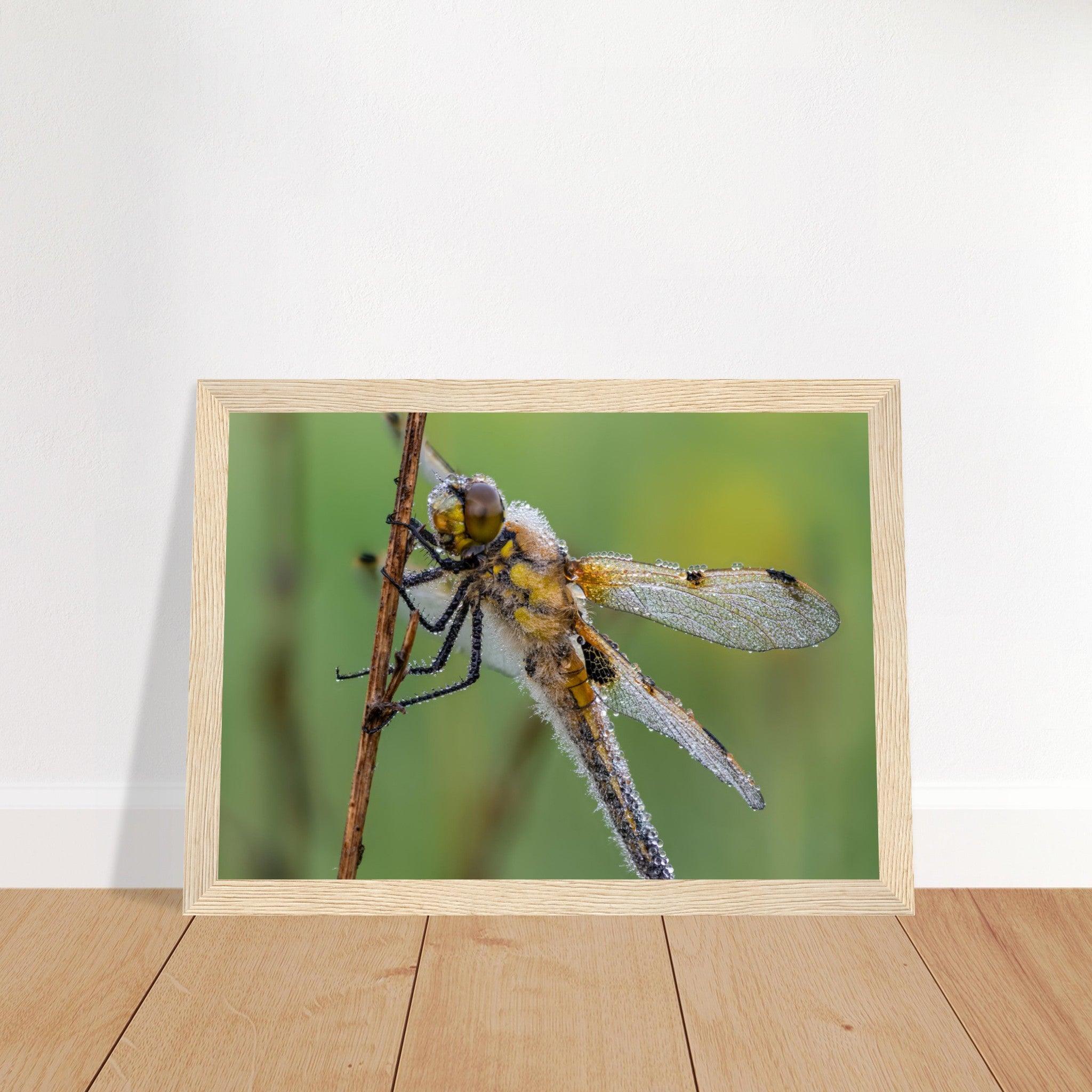 Vierfleck in den ersten Morgenstrahlen - Printree.ch Auge, Blume, erstaunliche natur, Farbe, farbig, Fauna, Fliege, Frühling, grün, im Freien, Insekt, Käfer, Macro, Makro, Nahaufnahme, Natur, Naturschönheit, natürlich, Pflanze, schön, Sommer, Tierwelt, Tilmann Schnyder, Umwelt, wild, Wildtiere