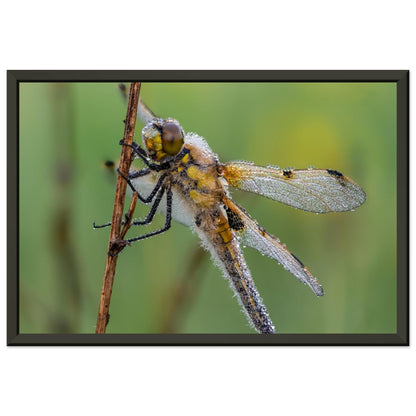 Vierfleck in den ersten Morgenstrahlen - Printree.ch Auge, Blume, erstaunliche natur, Farbe, farbig, Fauna, Fliege, Frühling, grün, im Freien, Insekt, Käfer, Macro, Makro, Nahaufnahme, Natur, Naturschönheit, natürlich, Pflanze, schön, Sommer, Tierwelt, Tilmann Schnyder, Umwelt, wild, Wildtiere