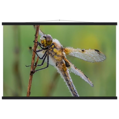 Vierfleck in den ersten Morgenstrahlen - Printree.ch Auge, Blume, erstaunliche natur, Farbe, farbig, Fauna, Fliege, Frühling, grün, im Freien, Insekt, Käfer, Macro, Makro, Nahaufnahme, Natur, Naturschönheit, natürlich, Pflanze, schön, Sommer, Tierwelt, Tilmann Schnyder, Umwelt, wild, Wildtiere