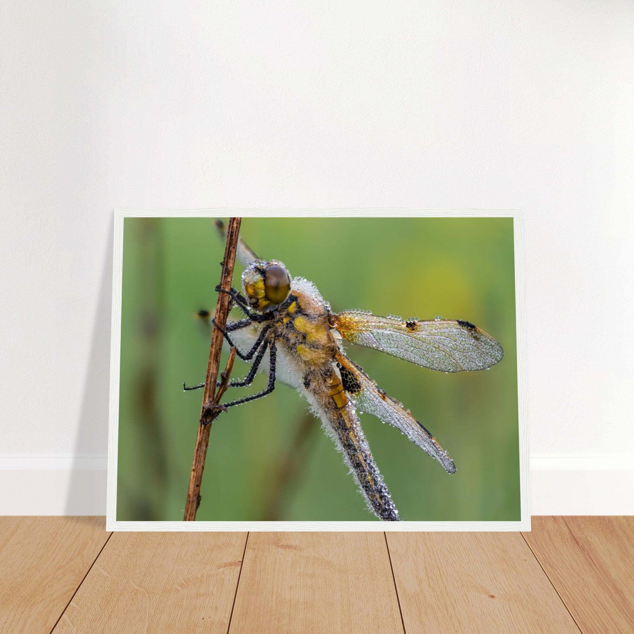 Vierfleck in den ersten Morgenstrahlen - Printree.ch Auge, Blume, erstaunliche natur, Farbe, farbig, Fauna, Fliege, Frühling, grün, im Freien, Insekt, Käfer, Macro, Makro, Nahaufnahme, Natur, Naturschönheit, natürlich, Pflanze, schön, Sommer, Tierwelt, Tilmann Schnyder, Umwelt, wild, Wildtiere