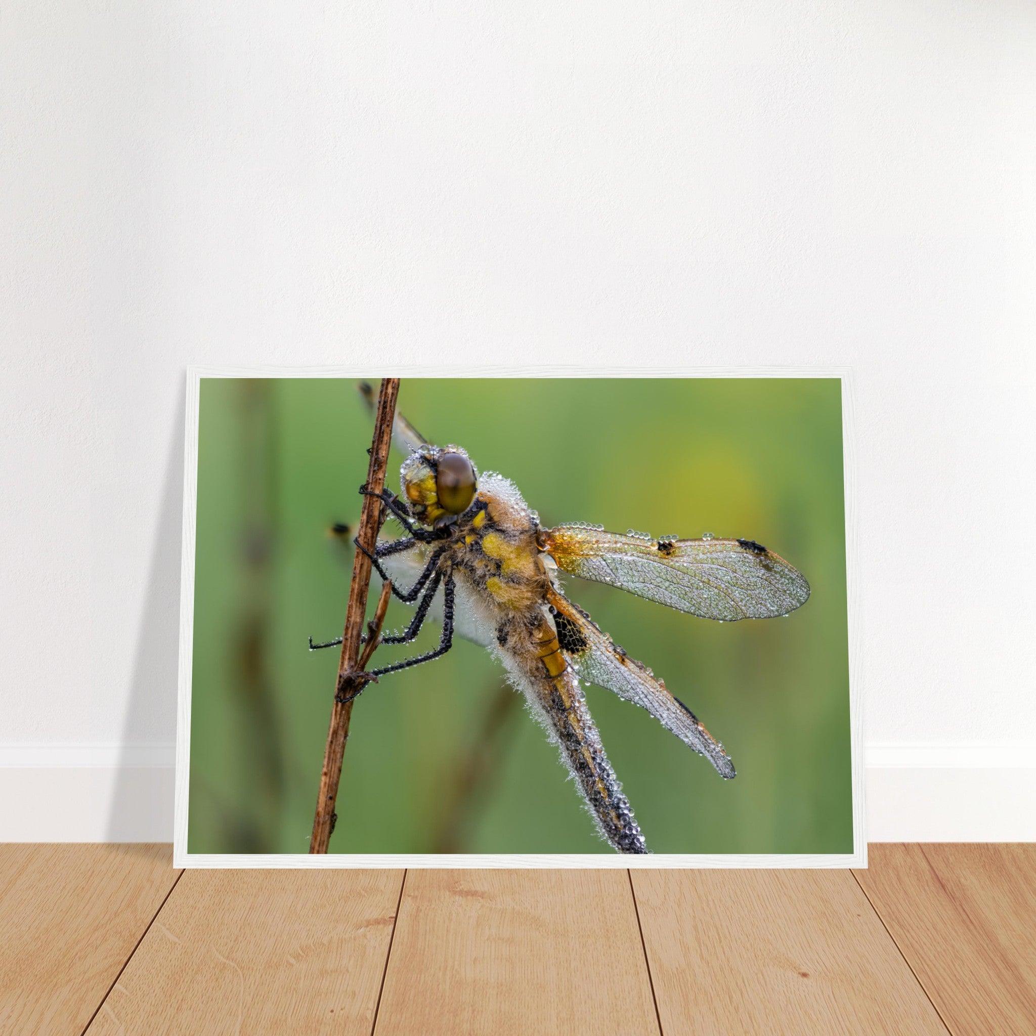 Vierfleck in den ersten Morgenstrahlen - Printree.ch Auge, Blume, erstaunliche natur, Farbe, farbig, Fauna, Fliege, Frühling, grün, im Freien, Insekt, Käfer, Macro, Makro, Nahaufnahme, Natur, Naturschönheit, natürlich, Pflanze, schön, Sommer, Tierwelt, Tilmann Schnyder, Umwelt, wild, Wildtiere