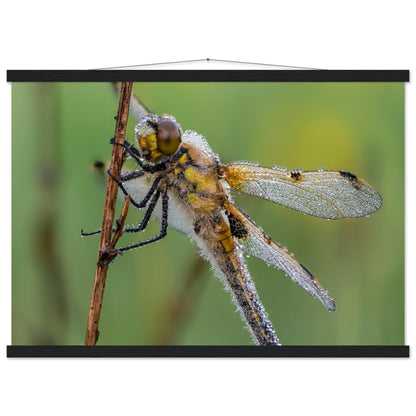 Vierfleck in den ersten Morgenstrahlen - Printree.ch Auge, Blume, erstaunliche natur, Farbe, farbig, Fauna, Fliege, Frühling, grün, im Freien, Insekt, Käfer, Macro, Makro, Nahaufnahme, Natur, Naturschönheit, natürlich, Pflanze, schön, Sommer, Tierwelt, Tilmann Schnyder, Umwelt, wild, Wildtiere