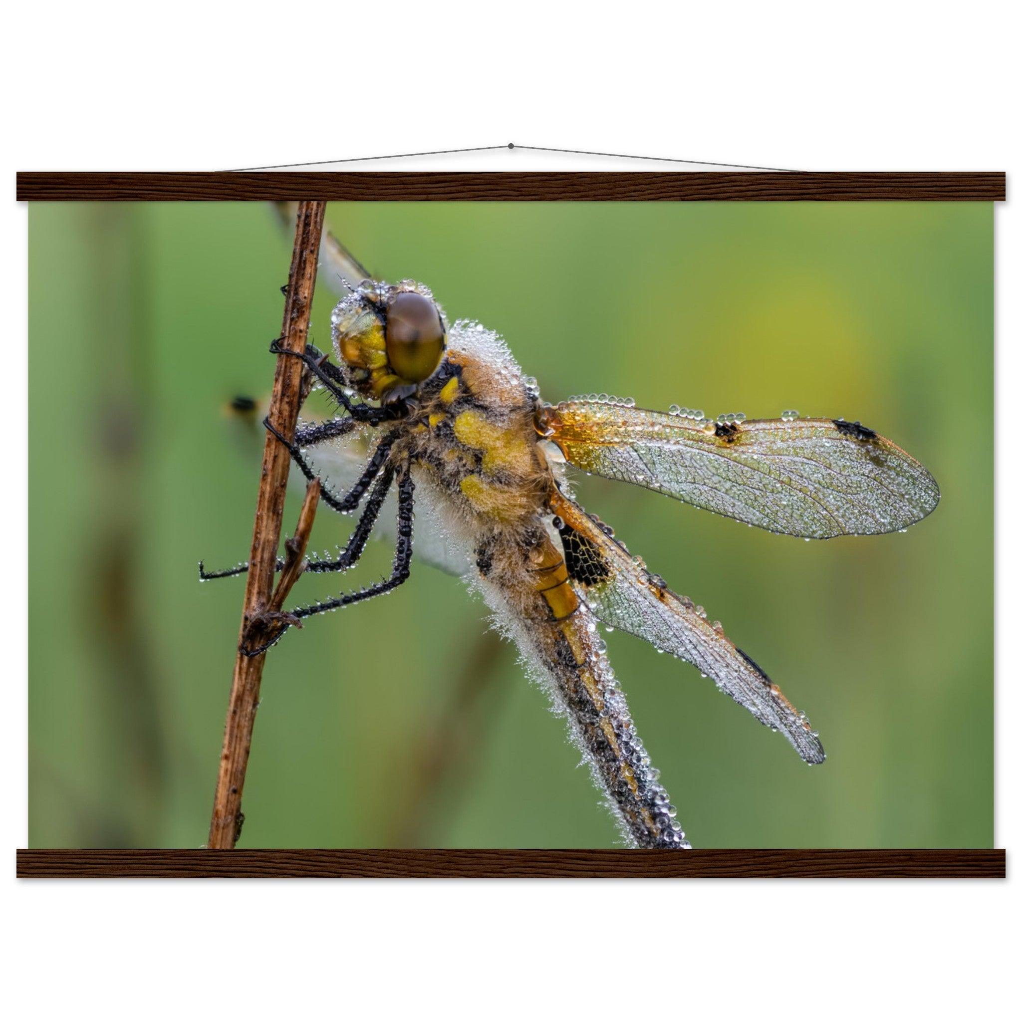 Vierfleck in den ersten Morgenstrahlen - Printree.ch Auge, Blume, erstaunliche natur, Farbe, farbig, Fauna, Fliege, Frühling, grün, im Freien, Insekt, Käfer, Macro, Makro, Nahaufnahme, Natur, Naturschönheit, natürlich, Pflanze, schön, Sommer, Tierwelt, Tilmann Schnyder, Umwelt, wild, Wildtiere