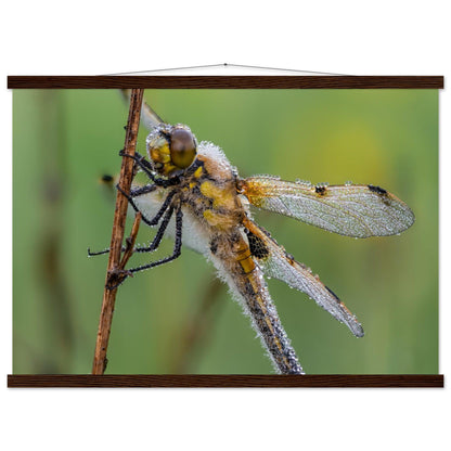 Vierfleck in den ersten Morgenstrahlen - Printree.ch Auge, Blume, erstaunliche natur, Farbe, farbig, Fauna, Fliege, Frühling, grün, im Freien, Insekt, Käfer, Macro, Makro, Nahaufnahme, Natur, Naturschönheit, natürlich, Pflanze, schön, Sommer, Tierwelt, Tilmann Schnyder, Umwelt, wild, Wildtiere