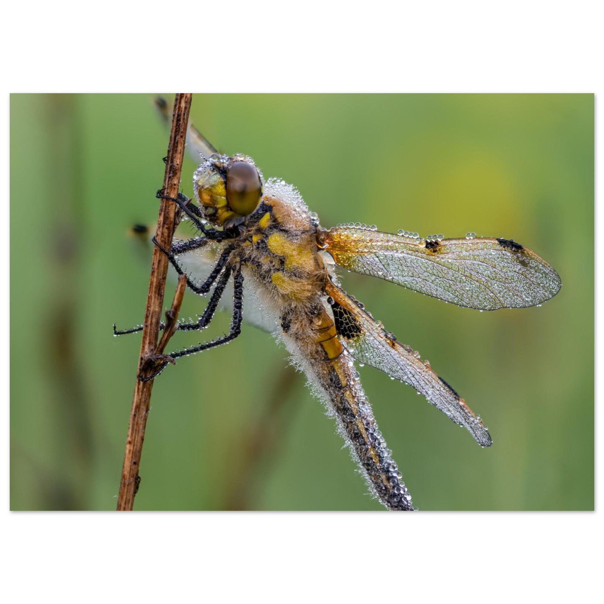 Vierfleck in den ersten Morgenstrahlen - Printree.ch Auge, Blume, erstaunliche natur, Farbe, farbig, Fauna, Fliege, Frühling, grün, im Freien, Insekt, Käfer, Macro, Makro, Nahaufnahme, Natur, Naturschönheit, natürlich, Pflanze, schön, Sommer, Tierwelt, Tilmann Schnyder, Umwelt, wild, Wildtiere