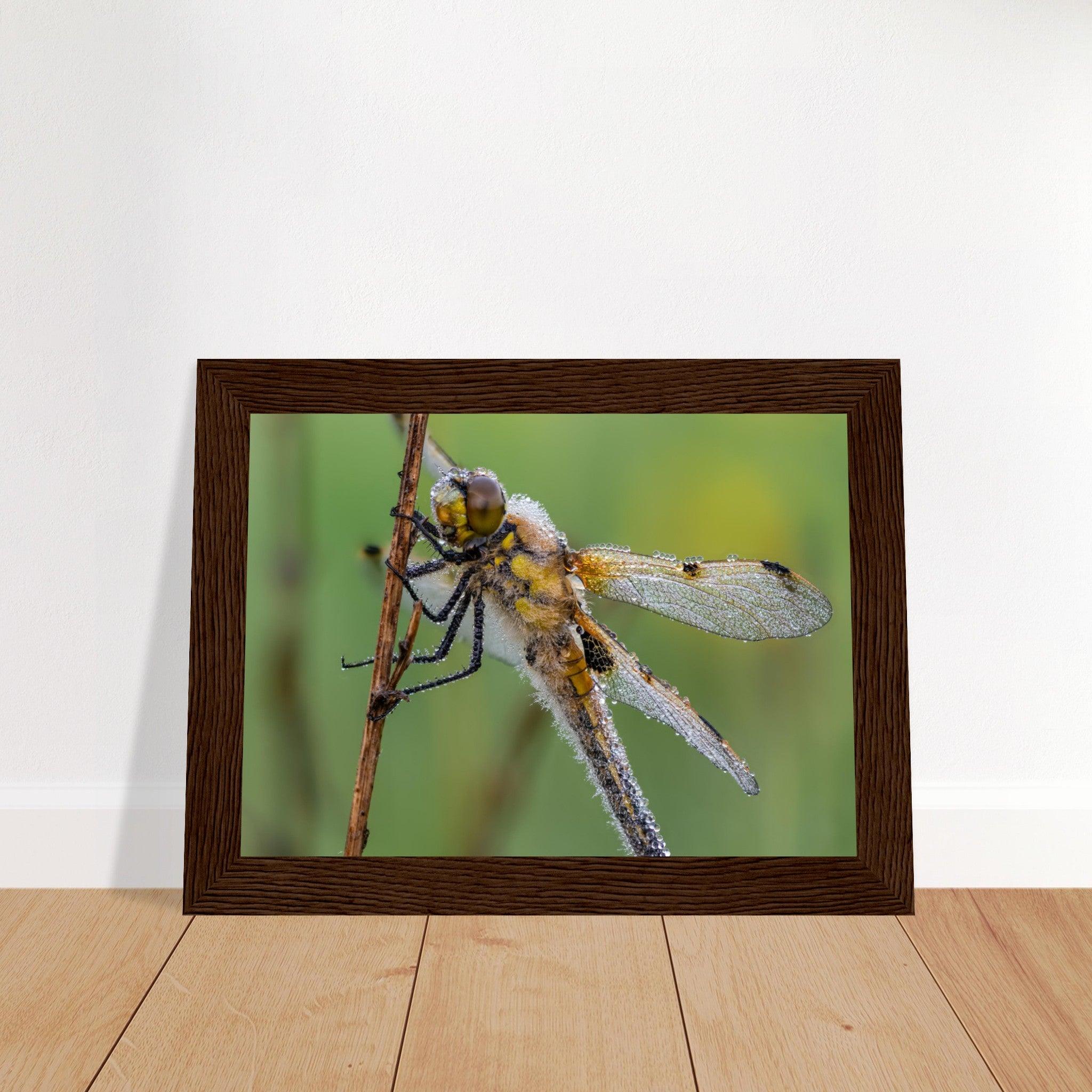 Vierfleck in den ersten Morgenstrahlen - Printree.ch Auge, Blume, erstaunliche natur, Farbe, farbig, Fauna, Fliege, Frühling, grün, im Freien, Insekt, Käfer, Macro, Makro, Nahaufnahme, Natur, Naturschönheit, natürlich, Pflanze, schön, Sommer, Tierwelt, Tilmann Schnyder, Umwelt, wild, Wildtiere