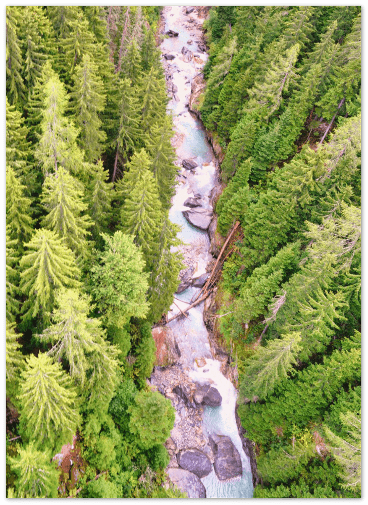 Wald - Printree.ch aktiv, bach, bergbach, berge, einfachschweizer, exklusiv, Foto, Fotografie, landschaft, natur, Poster, Schweiz, schweizer alpen, wandern, wanderung