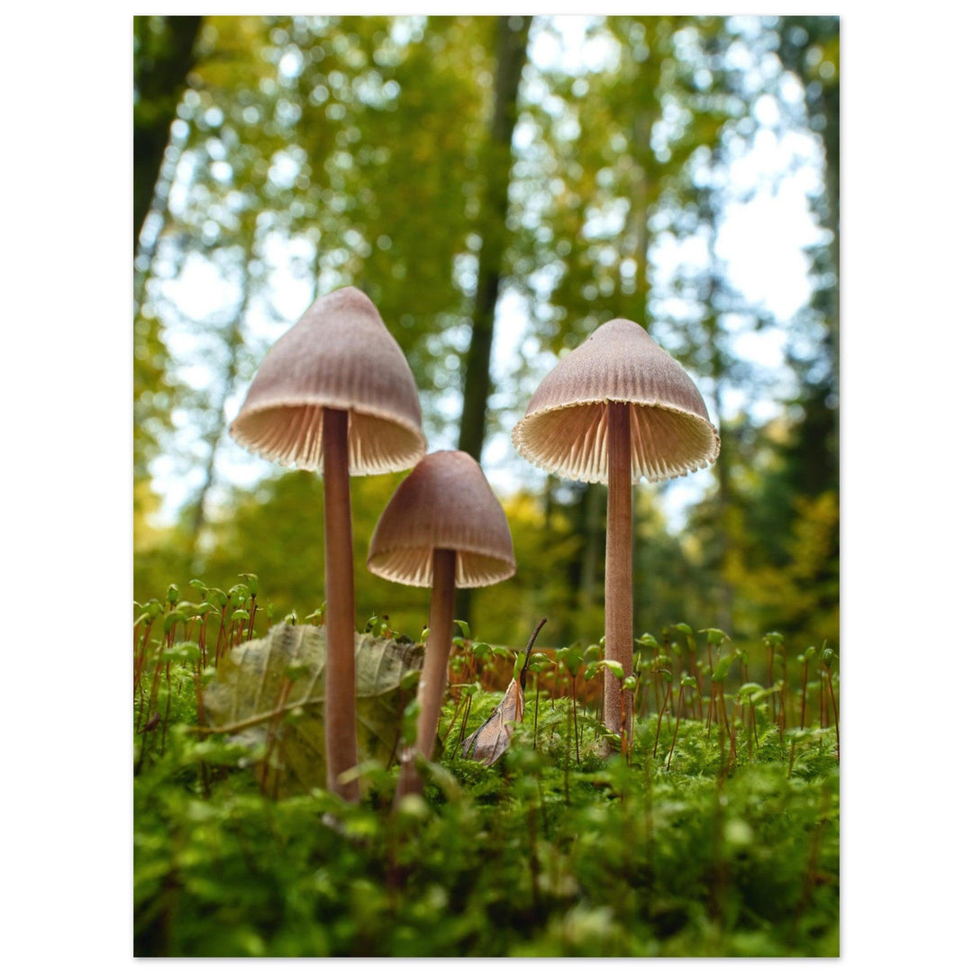 Waldgeflüster: Pilzfamilie im Herbstlicht - Printree.ch Foto, Fotografie, Makro, Makrofotografie, Martin_Reichenbach, Natur, pilz, wald, Waldgebiet