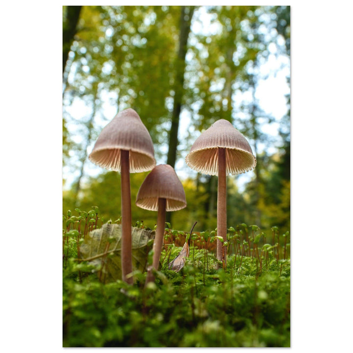 Waldgeflüster: Pilzfamilie im Herbstlicht - Printree.ch Foto, Fotografie, Makro, Makrofotografie, Martin_Reichenbach, Natur, pilz, wald, Waldgebiet