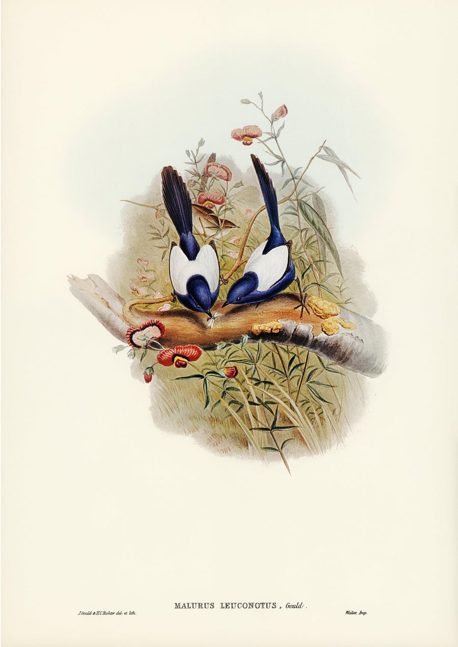 Weißflügel-Staffelschwanz - Printree.ch Aquarell, farbenfroh, Malerei, Ornithologie, Poster, Singvogel, vintage, Vogel, wildes Leben, wildlife