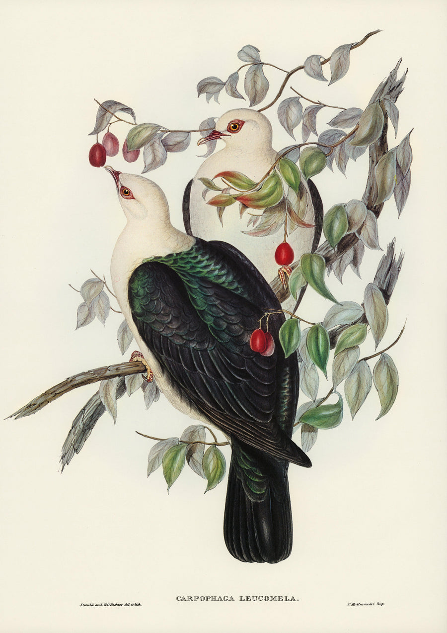 WEISSKOPFTAUBE (CARPOPHAGA LEUCOMELA) (1804–1841) _JOHN GOULD - Printree.ch Aquarell, farbenfroh, Malerei, Ornithologie, Poster, Singvogel, vintage, Vogel, wildes Leben, wildlife