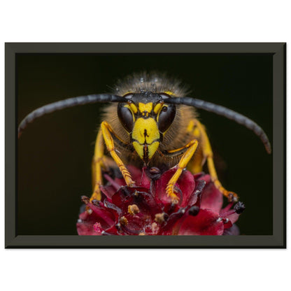 Wespe am Schlafplatz - Printree.ch Auge, Blume, erstaunliche natur, Farbe, farbig, Fauna, Fliege, Frühling, grün, im Freien, Insekt, Käfer, Macro, Makro, Nahaufnahme, Natur, Naturschönheit, natürlich, Pflanze, schön, Sommer, Tierwelt, Tilmann Schnyder, Umwelt, wild, Wildtiere