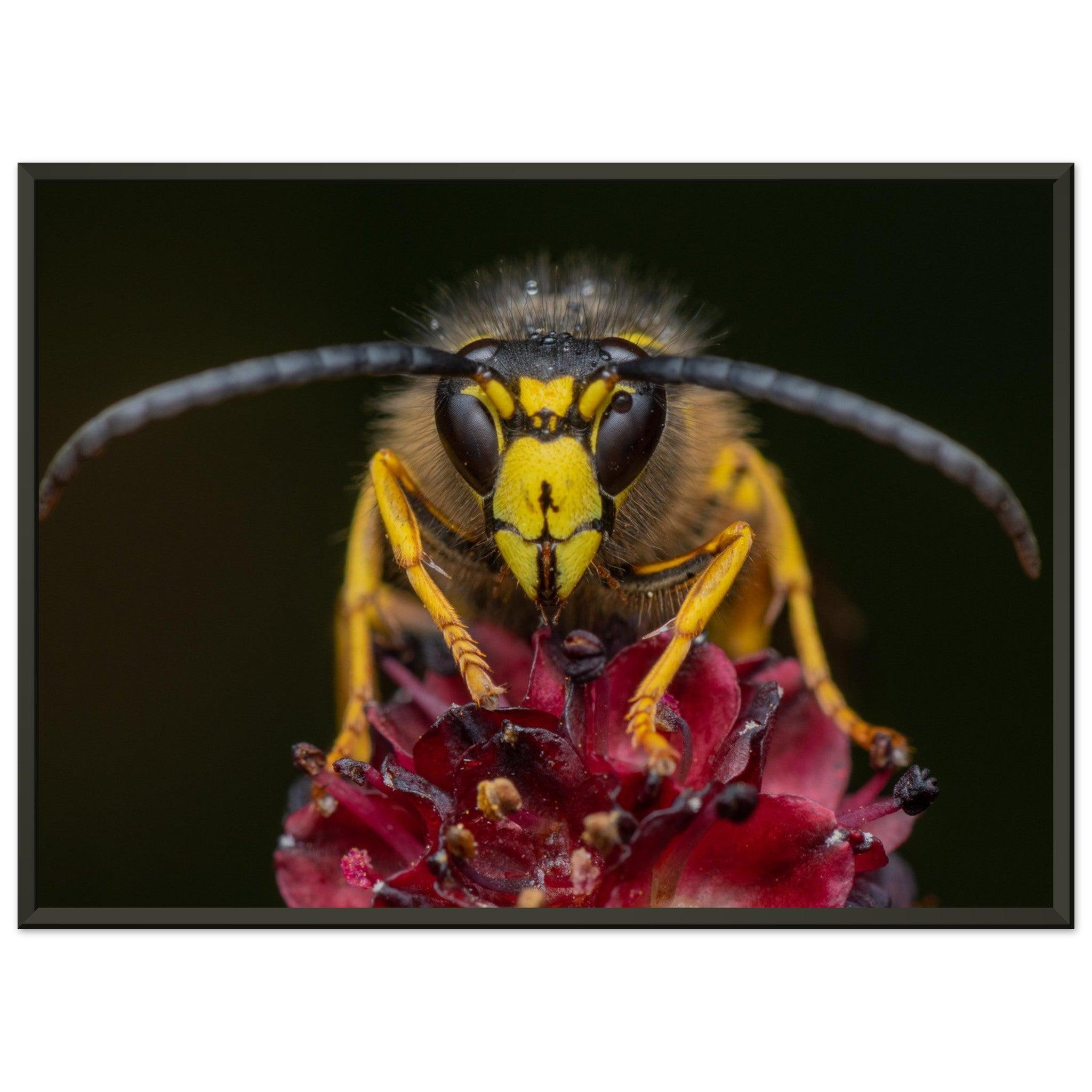 Wespe am Schlafplatz - Printree.ch Auge, Blume, erstaunliche natur, Farbe, farbig, Fauna, Fliege, Frühling, grün, im Freien, Insekt, Käfer, Macro, Makro, Nahaufnahme, Natur, Naturschönheit, natürlich, Pflanze, schön, Sommer, Tierwelt, Tilmann Schnyder, Umwelt, wild, Wildtiere