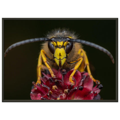 Wespe am Schlafplatz - Printree.ch Auge, Blume, erstaunliche natur, Farbe, farbig, Fauna, Fliege, Frühling, grün, im Freien, Insekt, Käfer, Macro, Makro, Nahaufnahme, Natur, Naturschönheit, natürlich, Pflanze, schön, Sommer, Tierwelt, Tilmann Schnyder, Umwelt, wild, Wildtiere