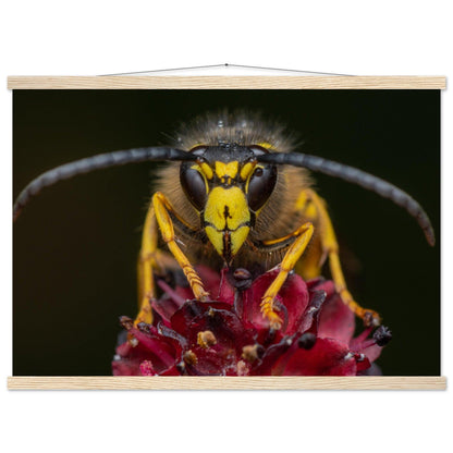 Wespe am Schlafplatz - Printree.ch Auge, Blume, erstaunliche natur, Farbe, farbig, Fauna, Fliege, Frühling, grün, im Freien, Insekt, Käfer, Macro, Makro, Nahaufnahme, Natur, Naturschönheit, natürlich, Pflanze, schön, Sommer, Tierwelt, Tilmann Schnyder, Umwelt, wild, Wildtiere