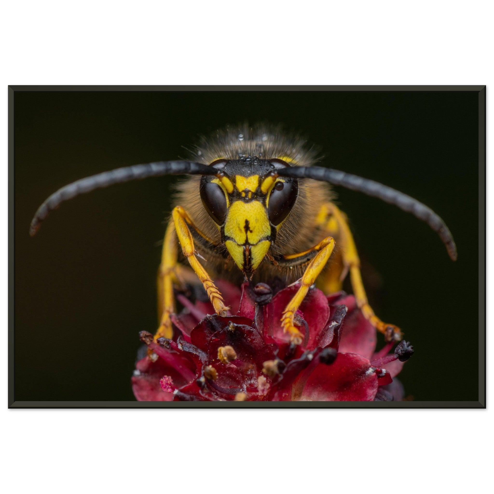 Wespe am Schlafplatz - Printree.ch Auge, Blume, erstaunliche natur, Farbe, farbig, Fauna, Fliege, Frühling, grün, im Freien, Insekt, Käfer, Macro, Makro, Nahaufnahme, Natur, Naturschönheit, natürlich, Pflanze, schön, Sommer, Tierwelt, Tilmann Schnyder, Umwelt, wild, Wildtiere