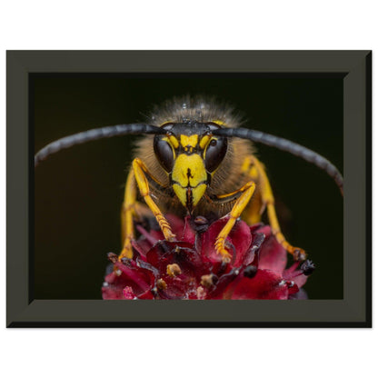 Wespe am Schlafplatz - Printree.ch Auge, Blume, erstaunliche natur, Farbe, farbig, Fauna, Fliege, Frühling, grün, im Freien, Insekt, Käfer, Macro, Makro, Nahaufnahme, Natur, Naturschönheit, natürlich, Pflanze, schön, Sommer, Tierwelt, Tilmann Schnyder, Umwelt, wild, Wildtiere