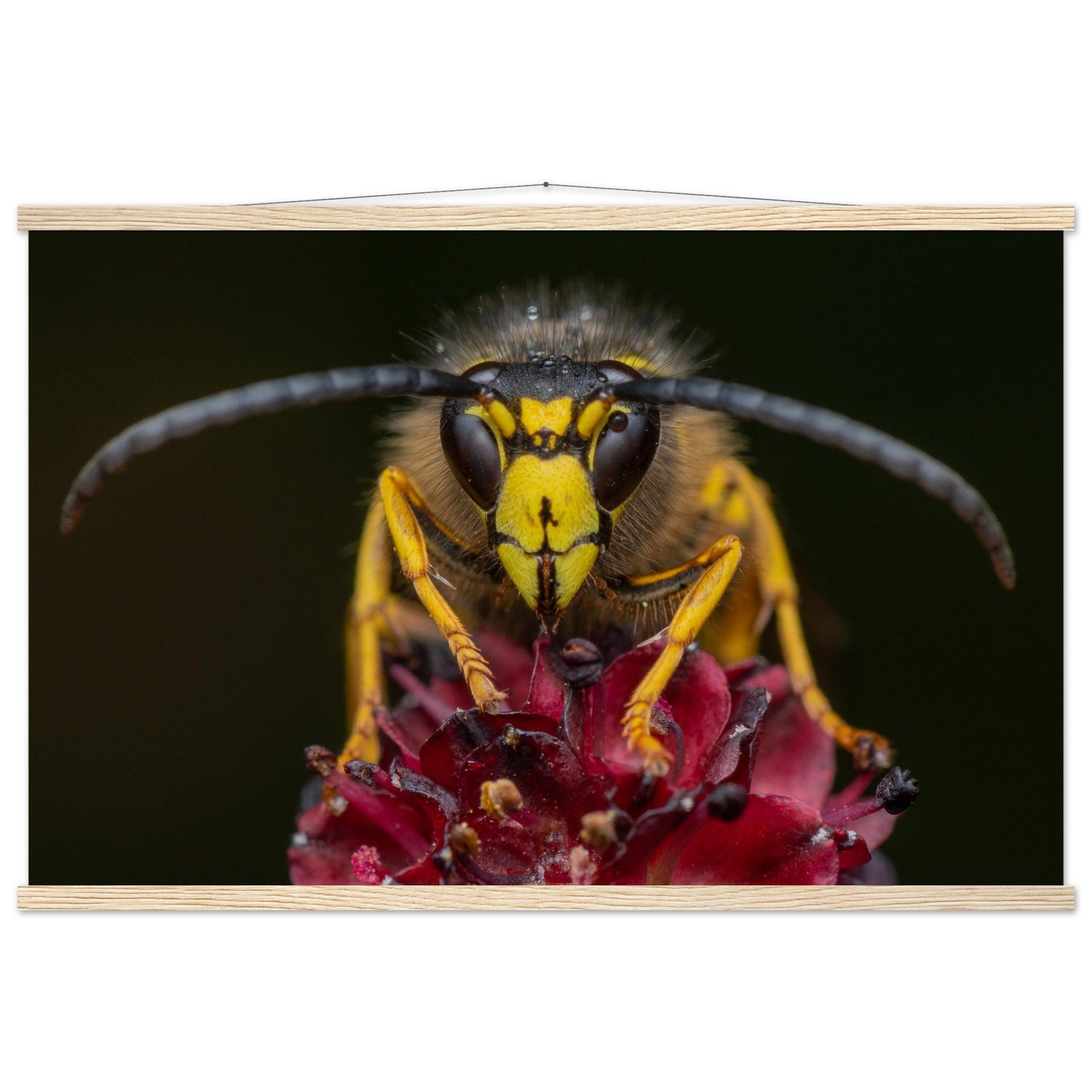 Wespe am Schlafplatz - Printree.ch Auge, Blume, erstaunliche natur, Farbe, farbig, Fauna, Fliege, Frühling, grün, im Freien, Insekt, Käfer, Macro, Makro, Nahaufnahme, Natur, Naturschönheit, natürlich, Pflanze, schön, Sommer, Tierwelt, Tilmann Schnyder, Umwelt, wild, Wildtiere