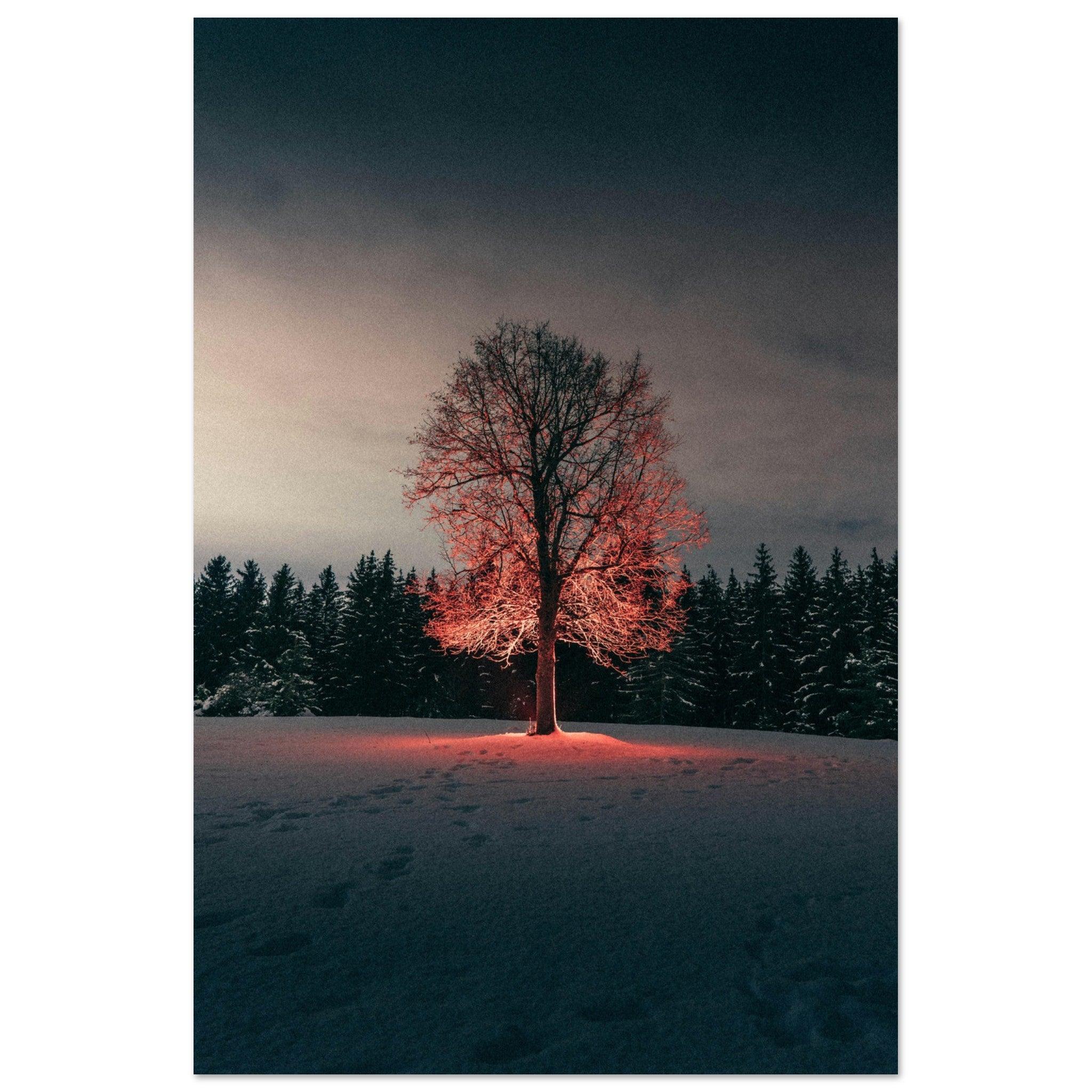 Winterglut - Printree.ch Natur, Unsplash