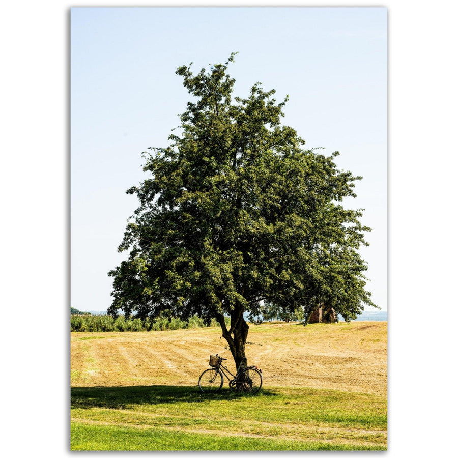 Baum im Sommer - Printree.ch baum