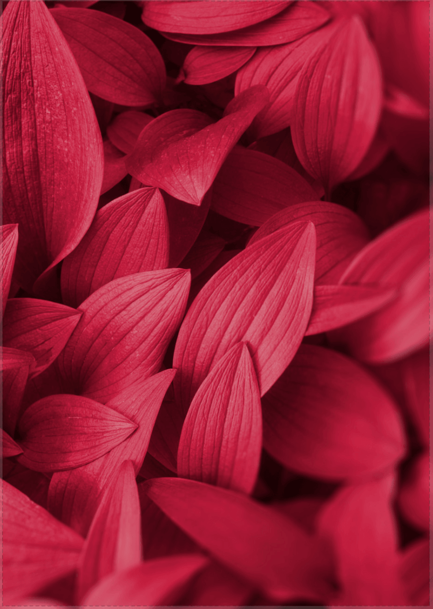 Blätter - Viva Magenta Red Trendfarbe für 2023 - Printree.ch 2023, Foto, Fotografie, Poster