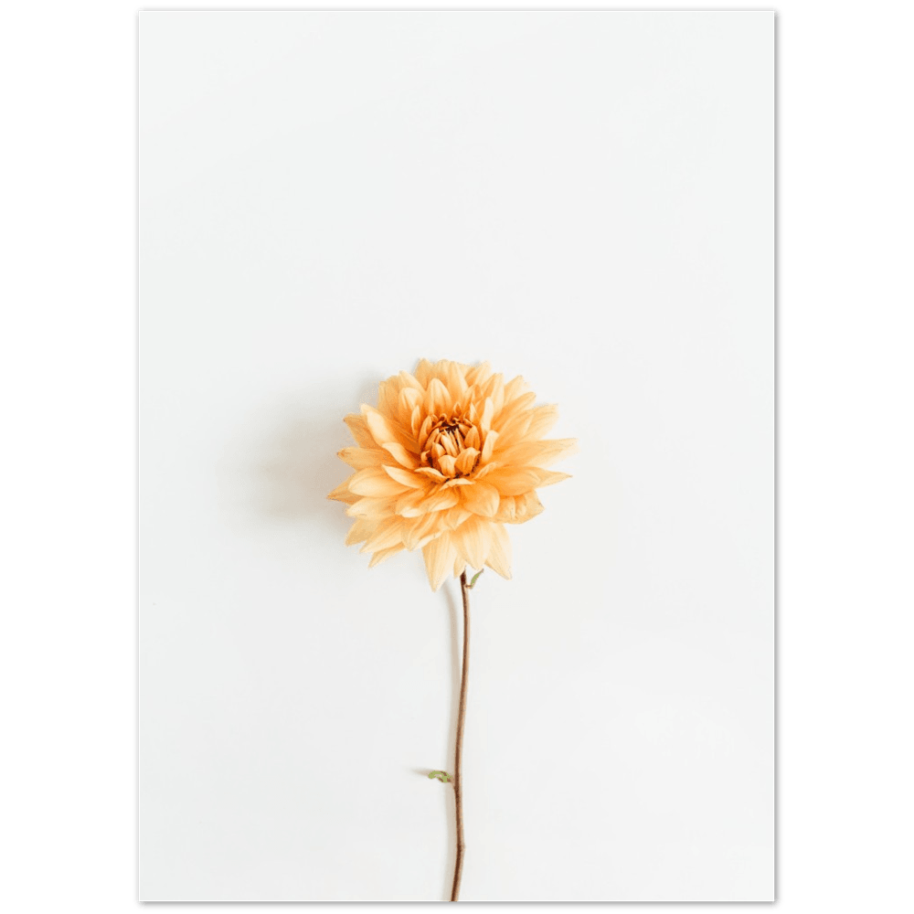 Blume Herbst - Printree.ch Blume, Botanik, Floristik, Foto, Fotografie, Garten, Herbst, Herbstblüte, Herbstfarben, Herbstgarten, minimalistischen Lebensstil, Natur, Pflanze