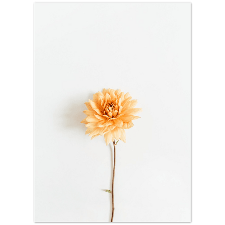 Blume Herbst - Printree.ch Blume, Botanik, Floristik, Foto, Fotografie, Garten, Herbst, Herbstblüte, Herbstfarben, Herbstgarten, minimalistischen Lebensstil, Natur, Pflanze