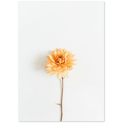 Blume Herbst - Printree.ch Blume, Botanik, Floristik, Foto, Fotografie, Garten, Herbst, Herbstblüte, Herbstfarben, Herbstgarten, minimalistischen Lebensstil, Natur, Pflanze