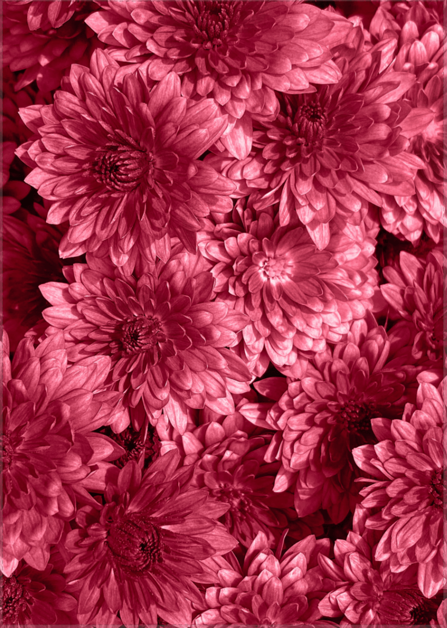 Blumen - Viva Magenta Red Trendfarbe für 2023 - Printree.ch 2023, Foto, Fotografie