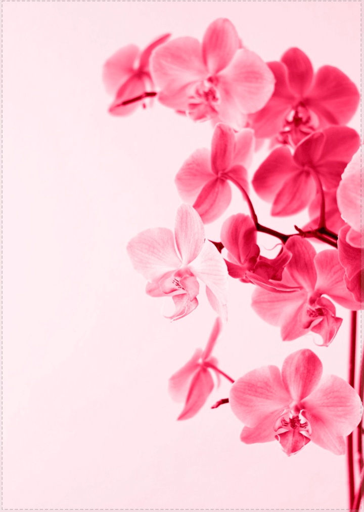 Blumen - Viva Magenta Red Trendfarbe für 2023 - Printree.ch 2023, Foto, Fotografie, Poster