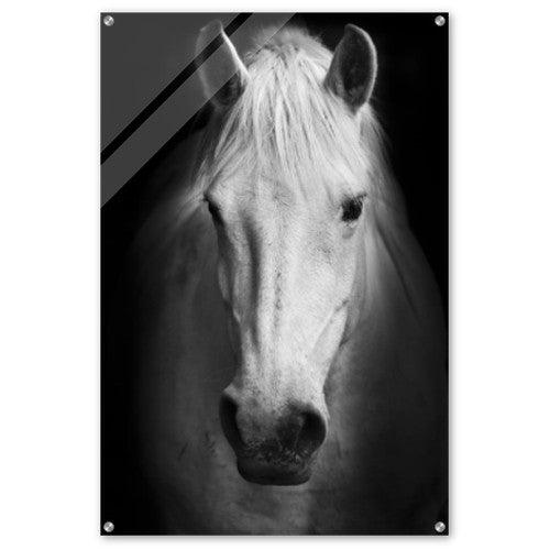 Das Schwarz-Weiß-Portrait des weißen Pferdes. - Printree.ch andalusier, art, detail, dunkel, ein, eleganz, erfolg, fotografie, gesicht, groß, hell, hengst, hintergrund, isoliert, kopf, kraftvoll, kunst, licht, low key, monochrom, mähne, nahaufnahme, niemand, pferd, porträt, reiter, schwarz, schwarzer hintergrund, säugetier, tier, weiß