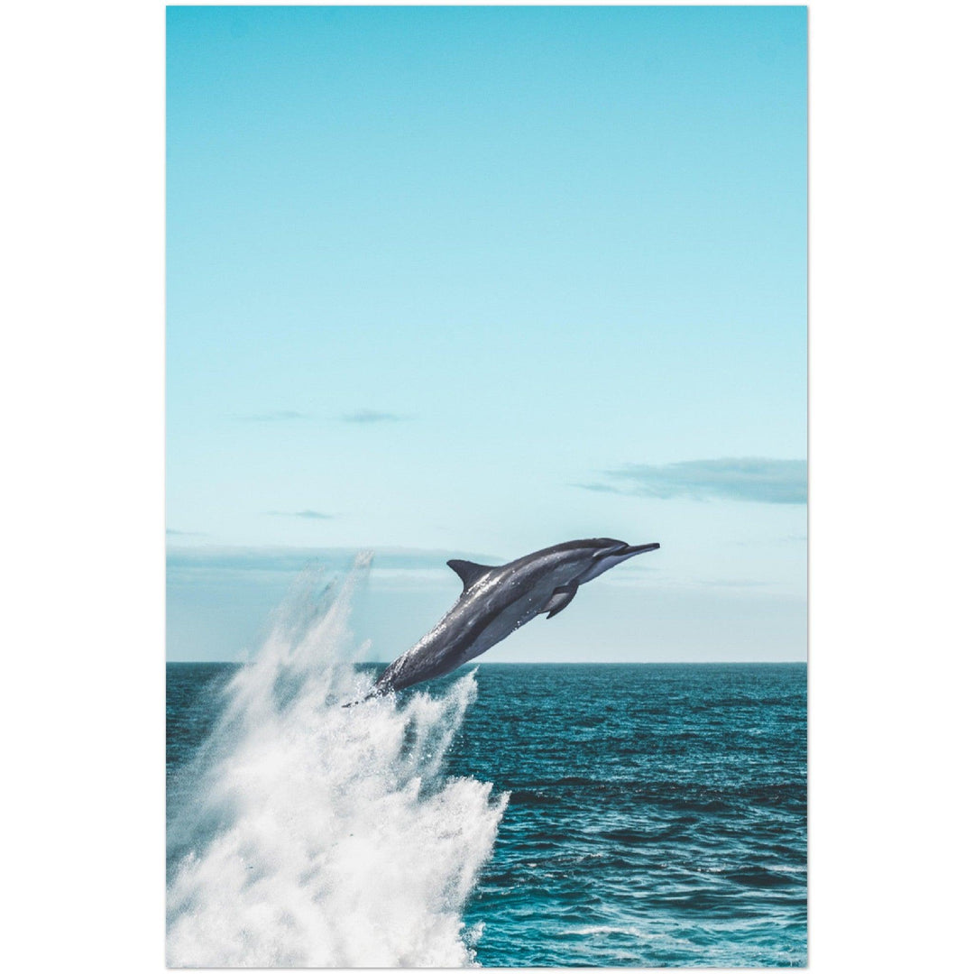 Delphin - Printree.ch Fotografie, Portrait Tier, Tier, Tiere, Wildtiere
