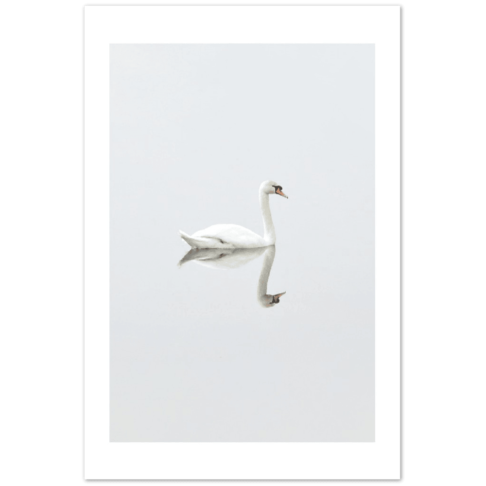 Der Schwan - Printree.ch Foto, Fotografie, Minimal, minimalistisch, schwan, Tier, Wildtiere