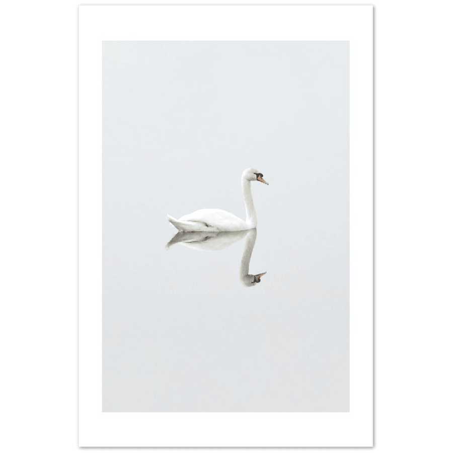 Der Schwan - Printree.ch Foto, Fotografie, Minimal, minimalistisch, schwan, Tier, Wildtiere