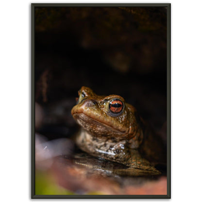 Erdkröte 1 - Printree.ch amphibisch, biologie, fauna, Foto, Fotografie, frosch, gemeinsam, kröte, makro, Martin_Reichenbach, nahaufnahme, natur, teich, tier, wild