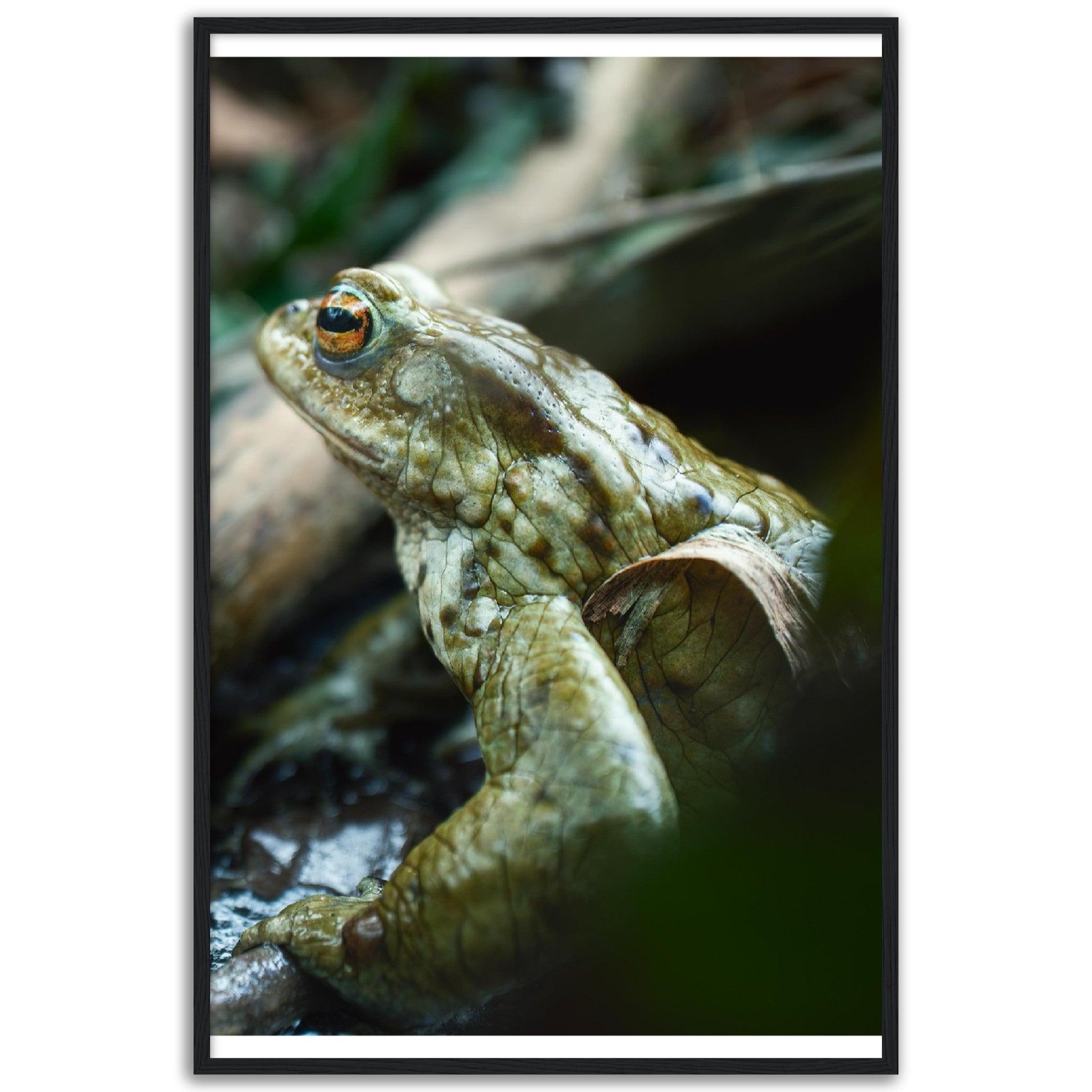 Erdkröte 3 - Printree.ch amphibisch, biologie, fauna, Foto, Fotografie, frosch, gemeinsam, kröte, makro, Martin_Reichenbach, nahaufnahme, natur, teich, tier, wild