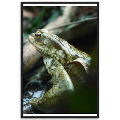 Erdkröte 3 - Printree.ch amphibisch, biologie, fauna, Foto, Fotografie, frosch, gemeinsam, kröte, makro, Martin_Reichenbach, nahaufnahme, natur, teich, tier, wild