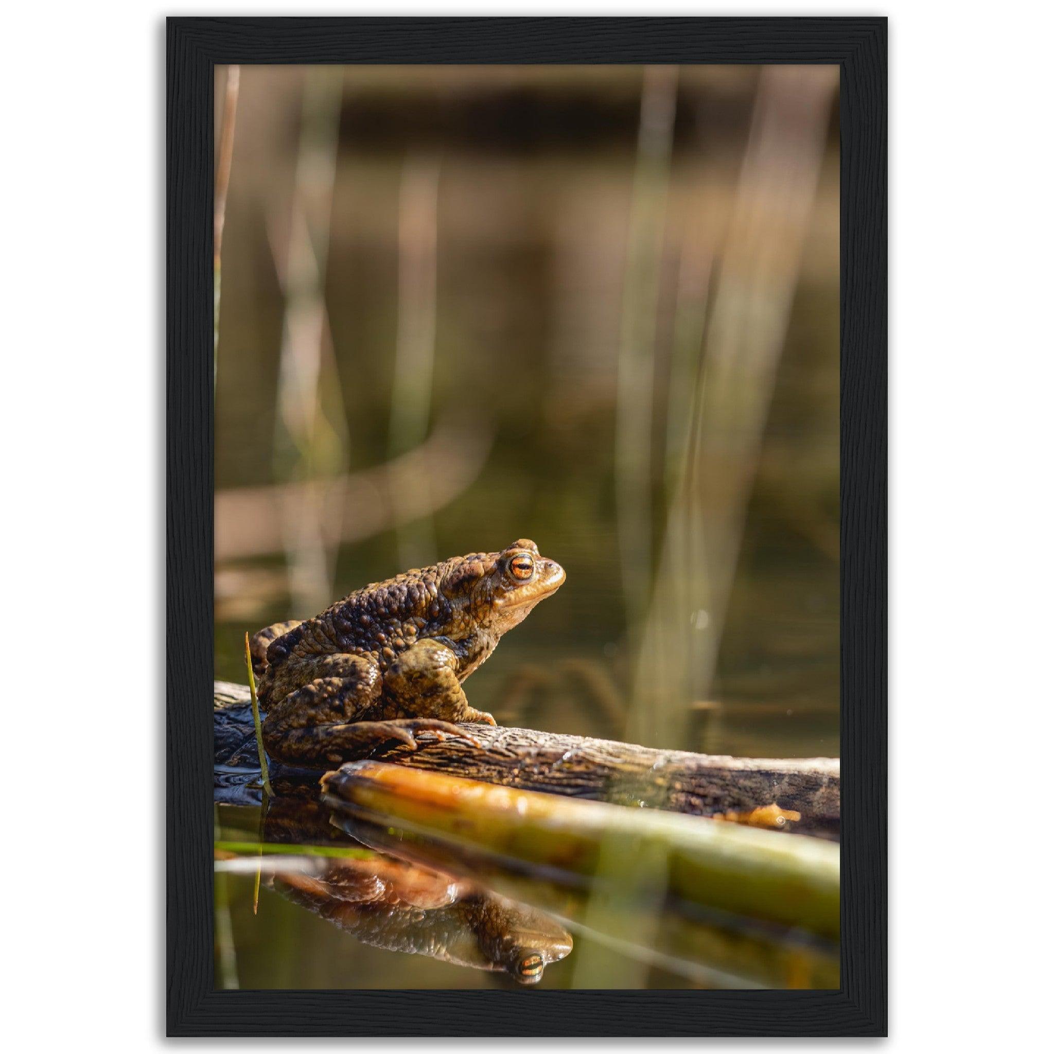 Erdkröte 4 - Printree.ch amphibisch, biologie, fauna, Foto, Fotografie, frosch, gemeinsam, kröte, makro, Martin_Reichenbach, nahaufnahme, natur, teich, tier, wild