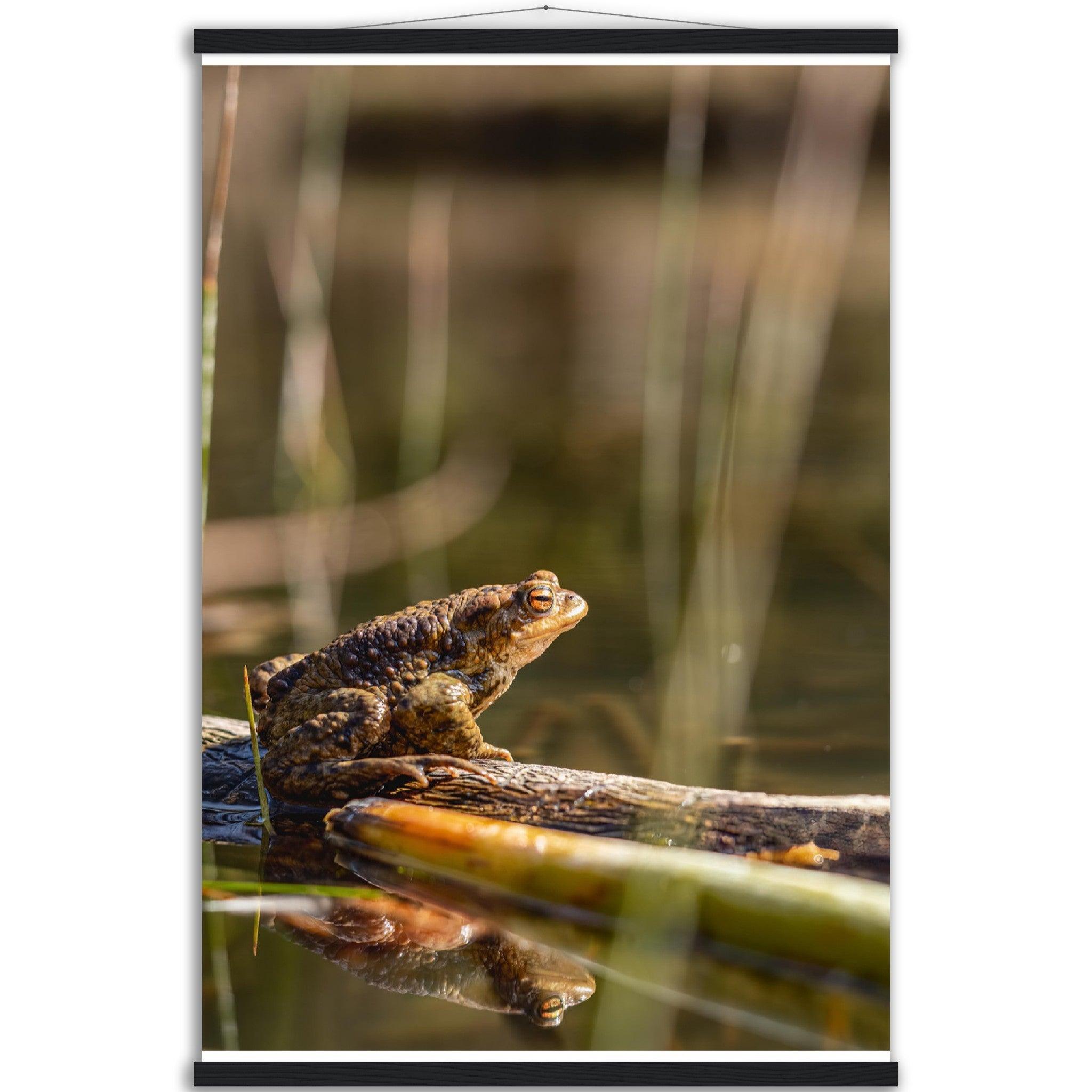 Erdkröte 4 - Printree.ch amphibisch, biologie, fauna, Foto, Fotografie, frosch, gemeinsam, kröte, makro, Martin_Reichenbach, nahaufnahme, natur, teich, tier, wild