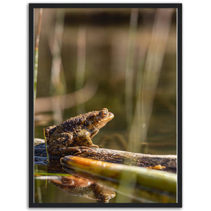 Erdkröte 4 - Printree.ch amphibisch, biologie, fauna, Foto, Fotografie, frosch, gemeinsam, kröte, makro, Martin_Reichenbach, nahaufnahme, natur, teich, tier, wild