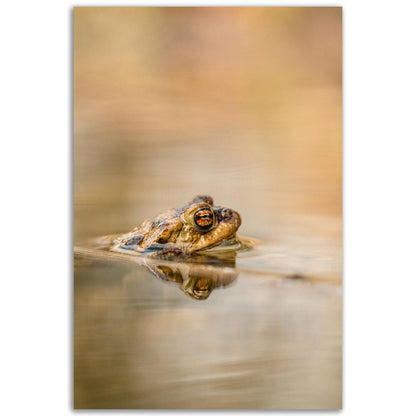 Erdkröte 5 - Printree.ch amphibisch, biologie, fauna, Foto, Fotografie, frosch, gemeinsam, kröte, makro, Martin_Reichenbach, nahaufnahme, natur, teich, tier, wild