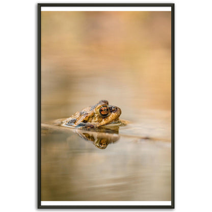 Erdkröte 5 - Printree.ch amphibisch, biologie, fauna, Foto, Fotografie, frosch, gemeinsam, kröte, makro, Martin_Reichenbach, nahaufnahme, natur, teich, tier, wild